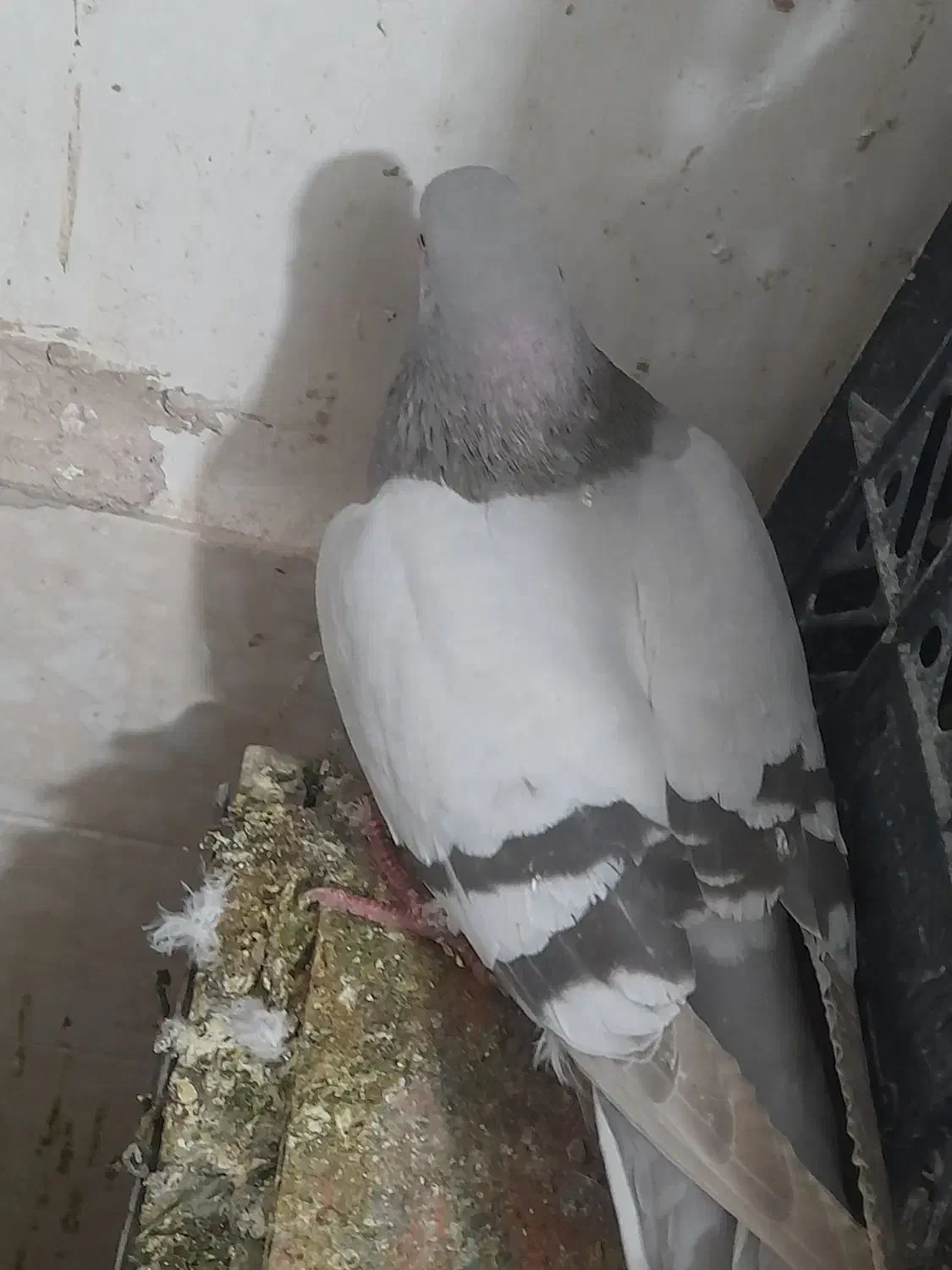 پلاکی|پرنده|خمین, |دیوار