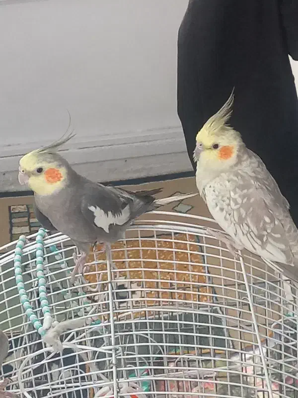 عروس هلندی|پرنده|کرمانشاه, |دیوار