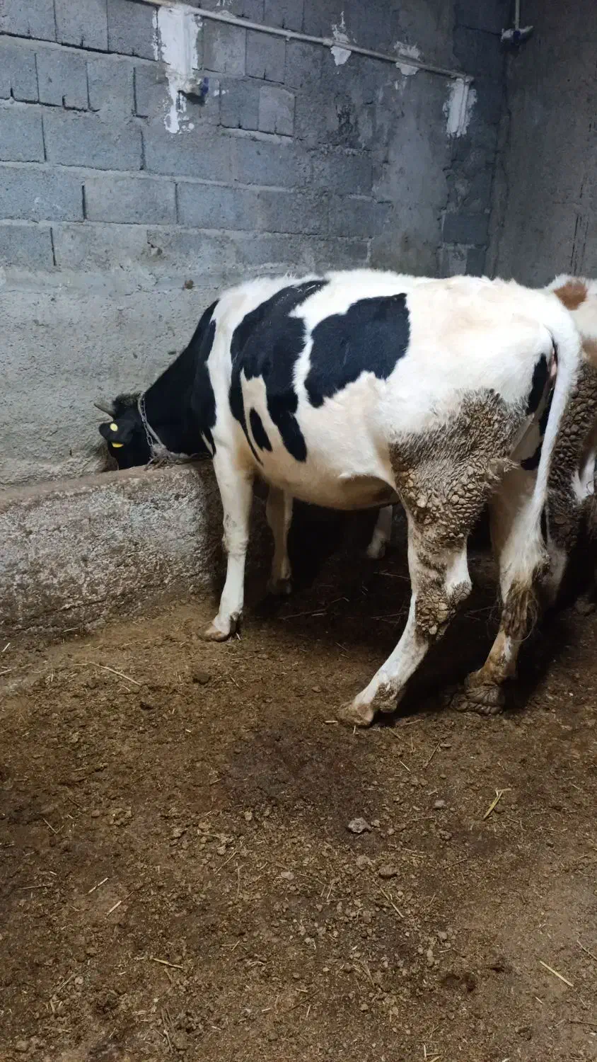 گوساله هلشتاین|حیوانات مزرعه|ویلکیج, |دیوار
