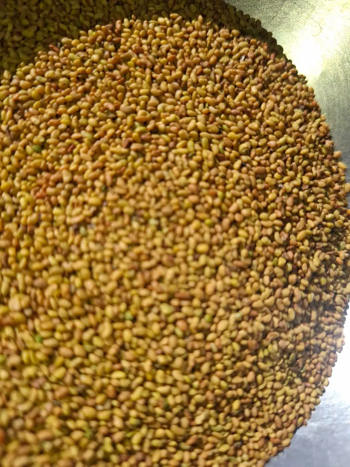 بذر یونجه بغدادی|گل و گیاه طبیعی|شاهیوند, |دیوار