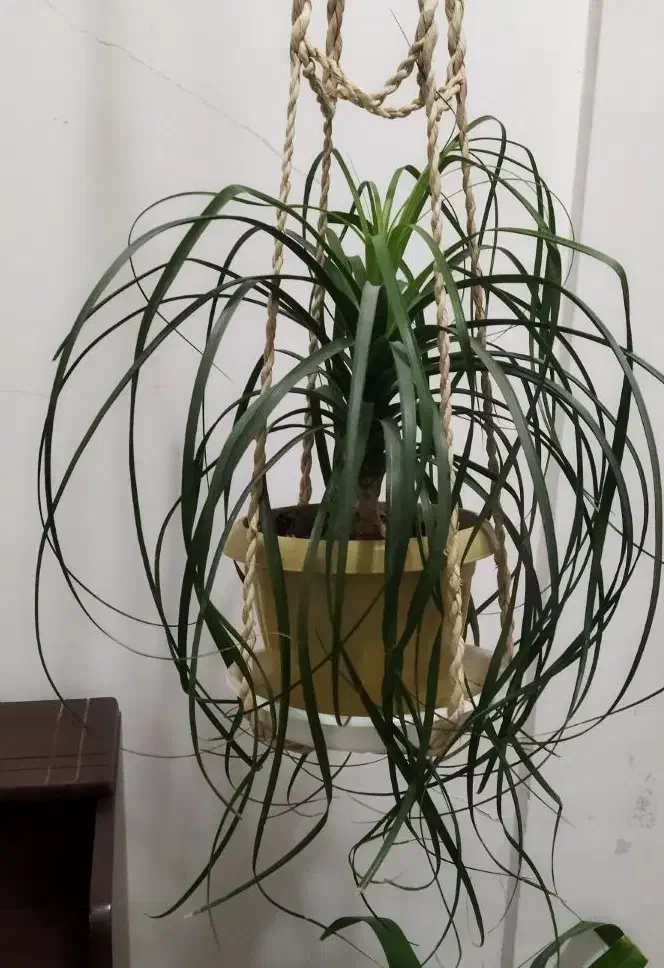 چند مدل گل|گل و گیاه طبیعی|کرج, حصارک بالا|دیوار