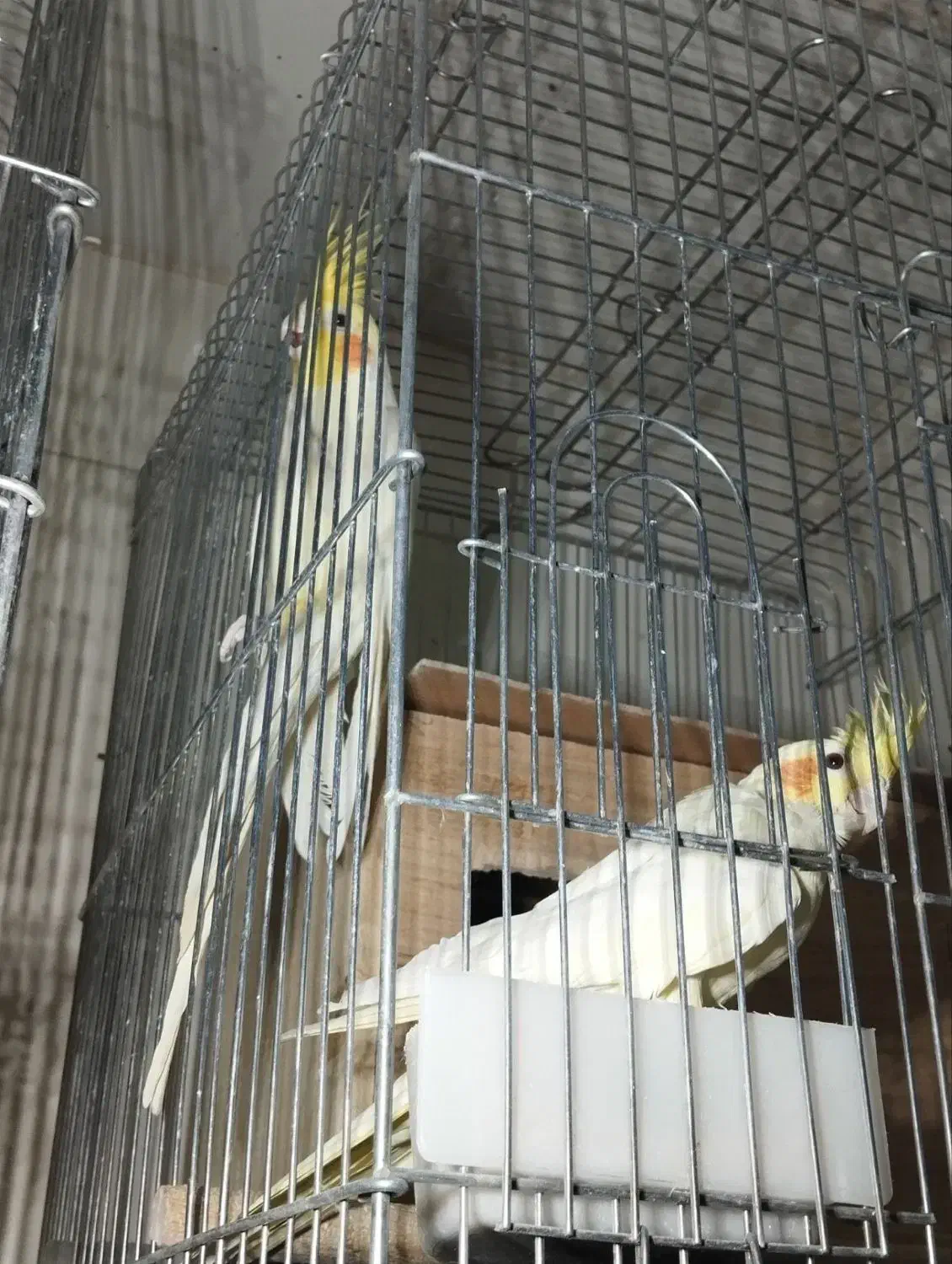 عروس هلندی مولدو مرغ عشق نر|پرنده|ایلام, |دیوار