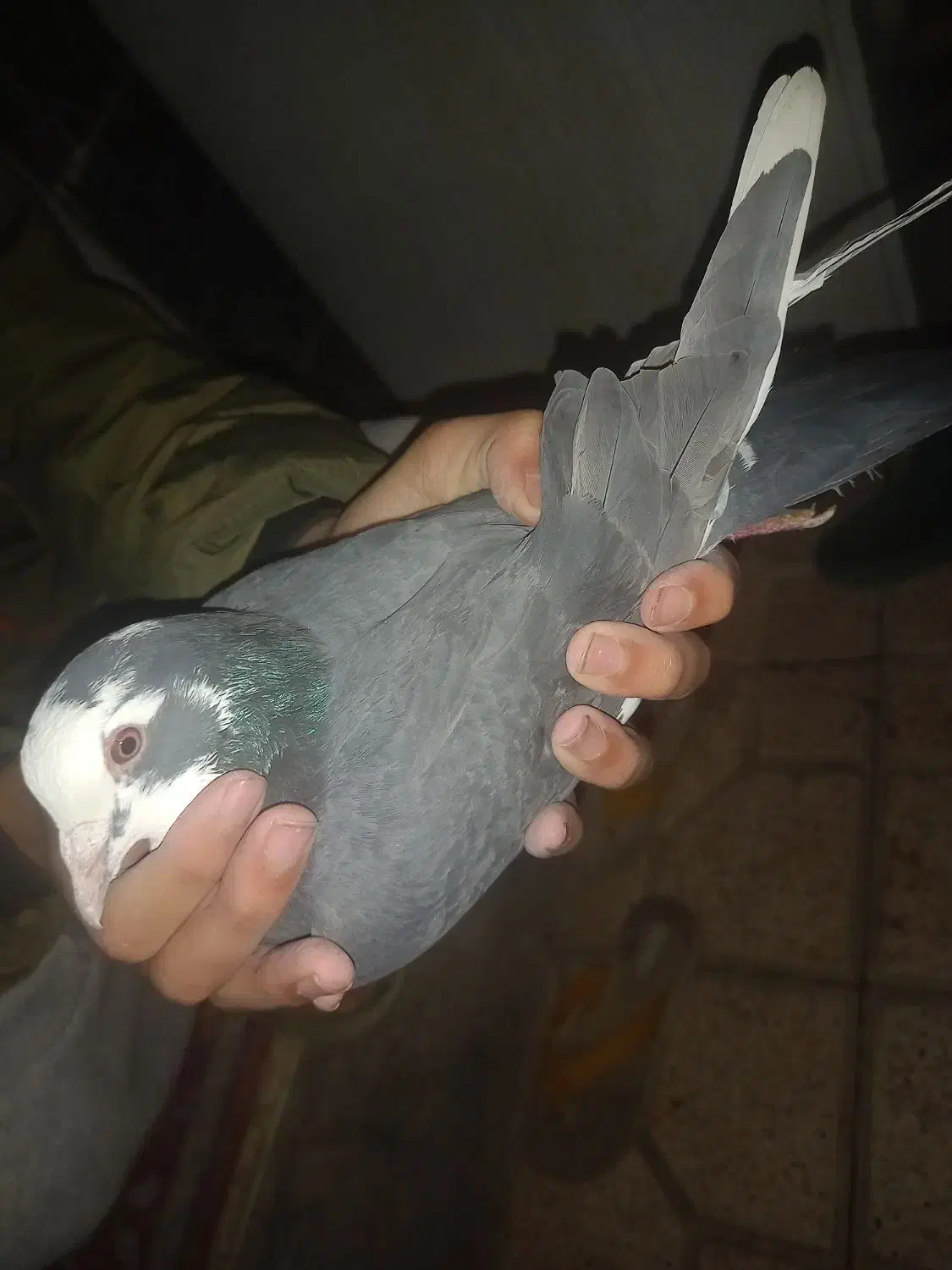 کفتر|پرنده|نیشابور, میدون بار|دیوار