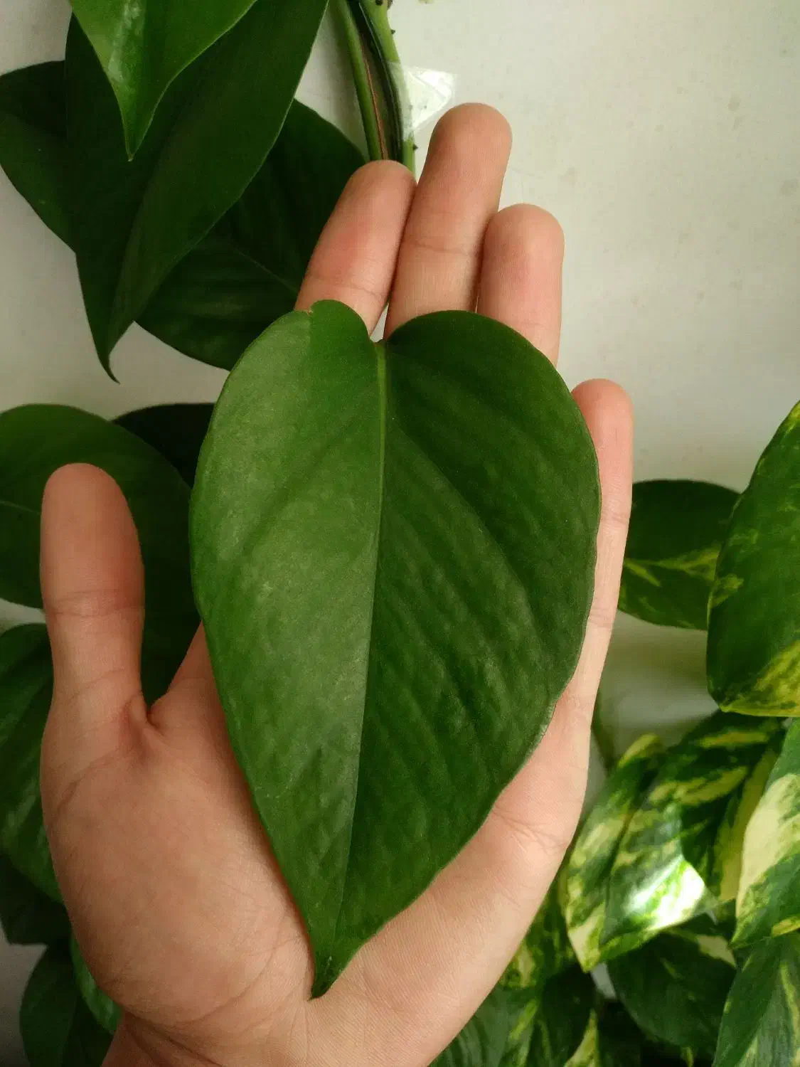 گل پتوس|گل و گیاه طبیعی|کوهدشت, |دیوار