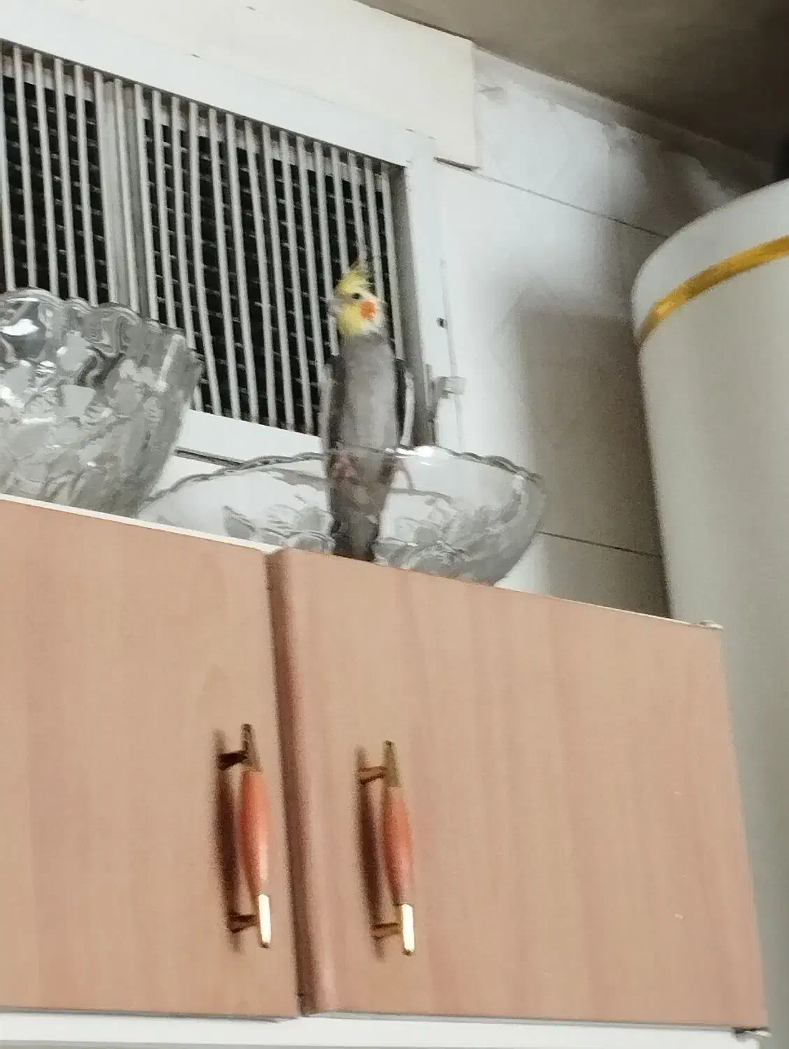 عروس هندی|پرنده|ابریشم, |دیوار