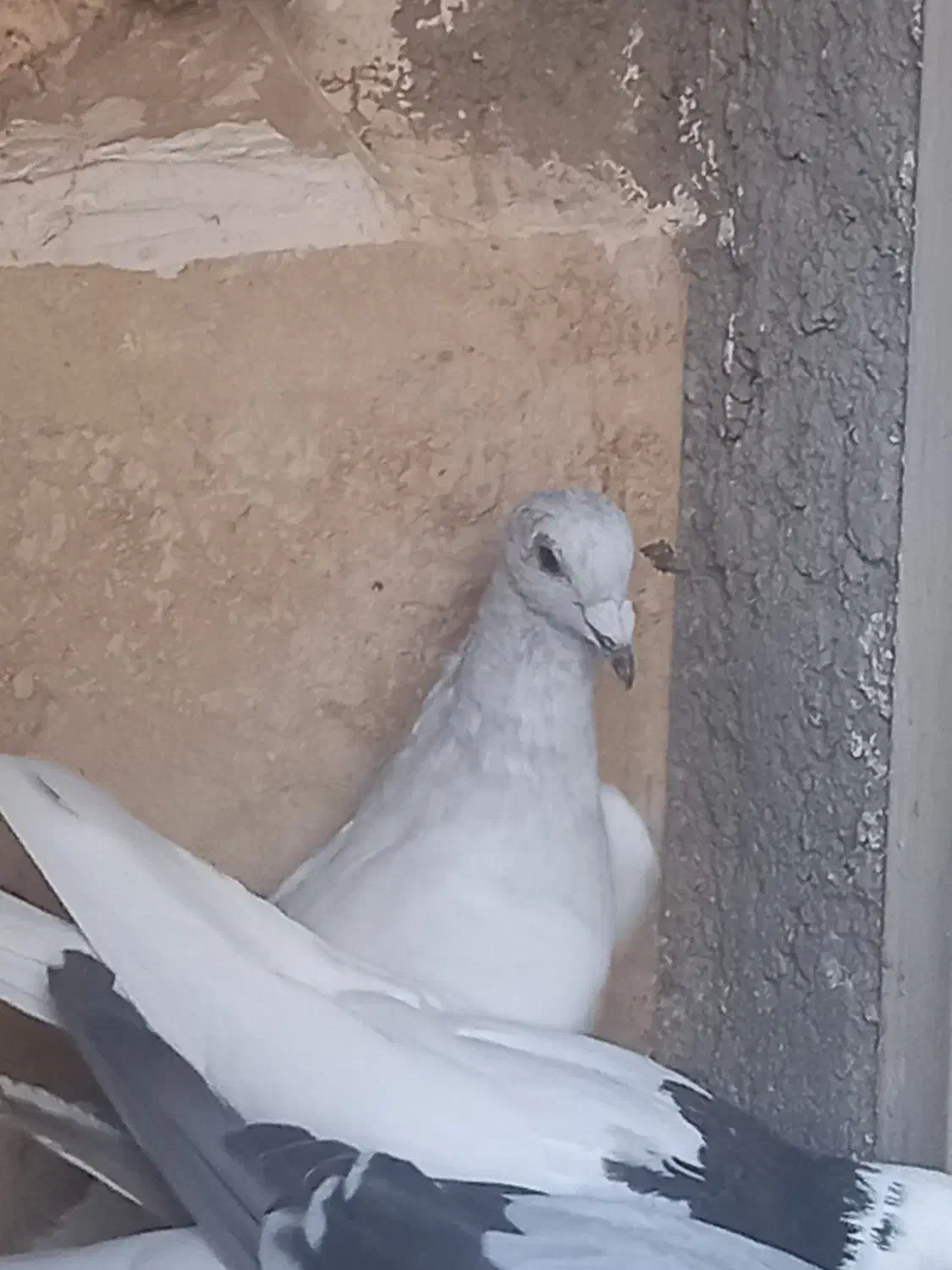 کبوتر رنگی|پرنده|سبزوار, جهاد کشاورزی|دیوار