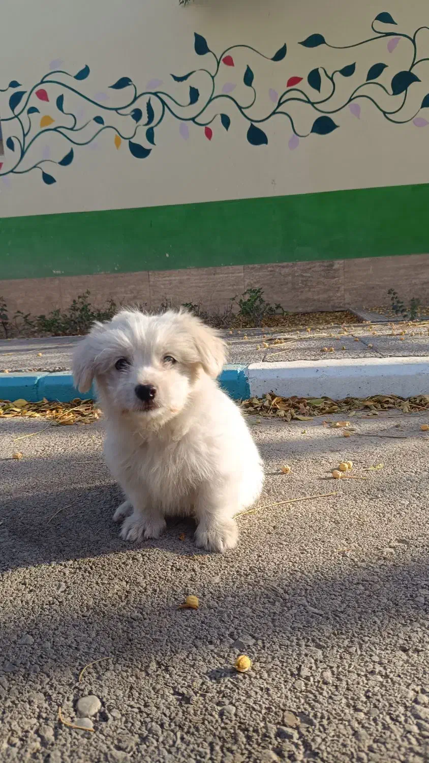 سگ اشپیتز|سگ|پرند, فاز ۶|دیوار