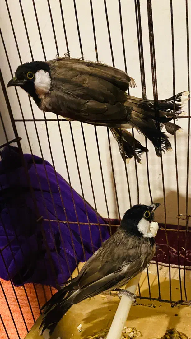 طوطی برزیلی|پرنده|رشت, انصاری|دیوار