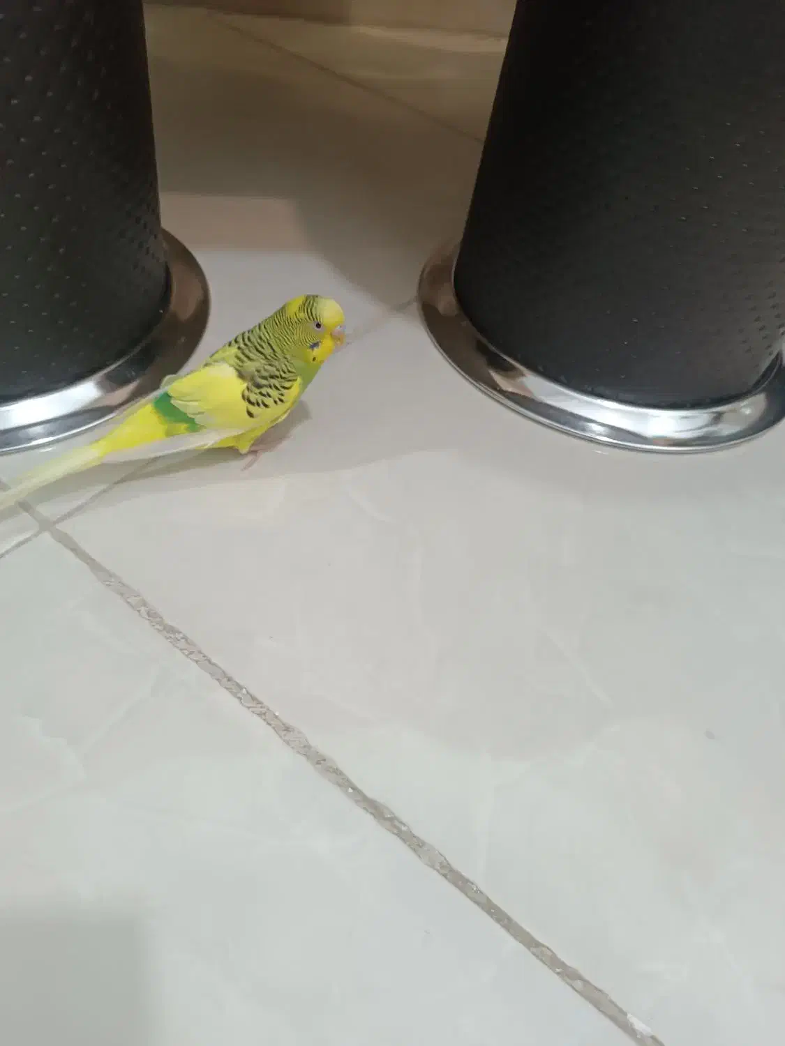 مرغ عشق|پرنده|سیرجان, |دیوار