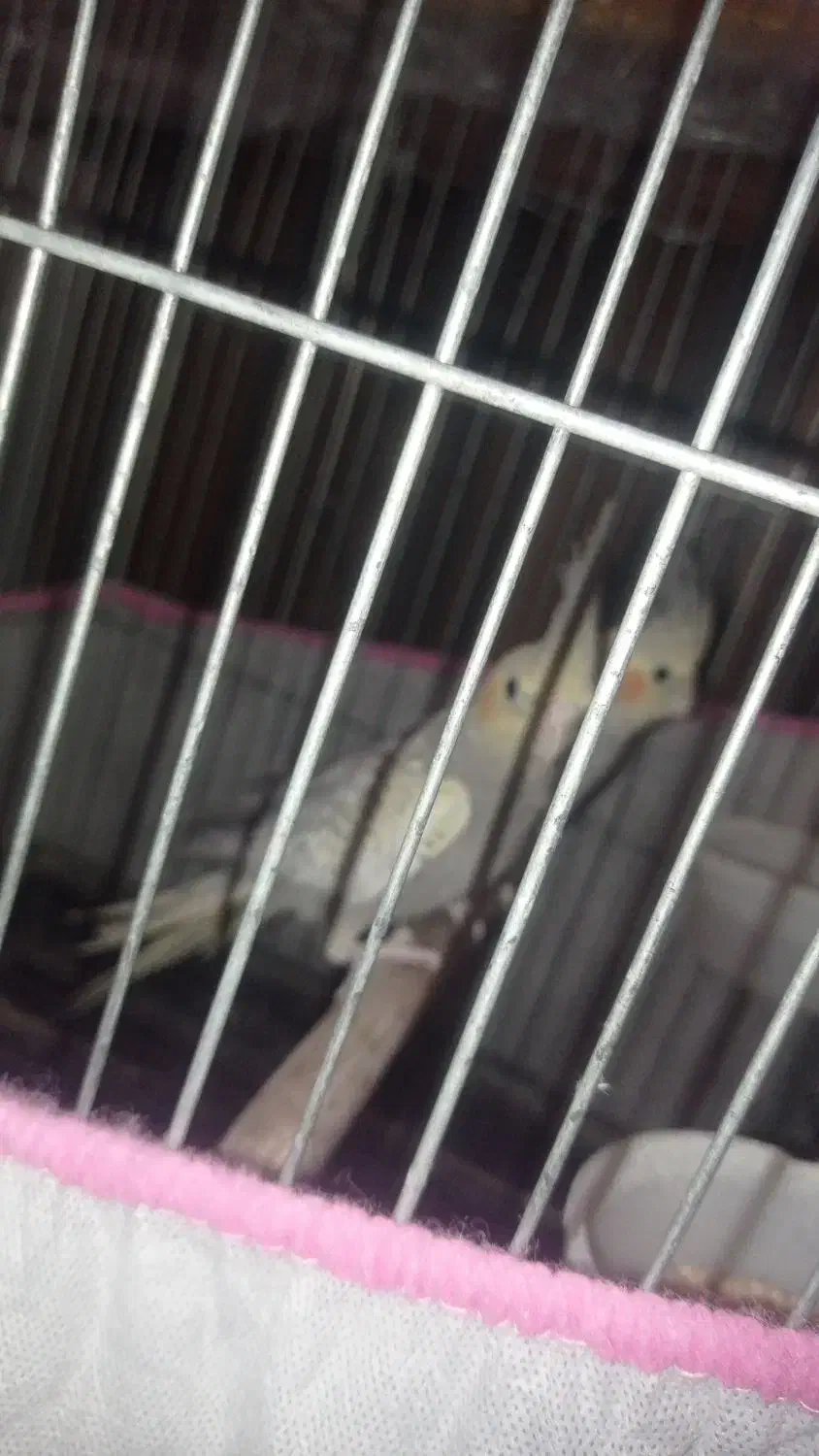 جوجه عروس هلندی|پرنده|کاشان, شهرک ۲۲ بهمن|دیوار