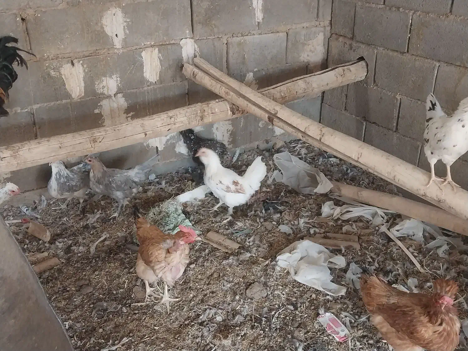 تخم نطفه دار برهما و گلین|حیوانات مزرعه|شهرضا, |دیوار