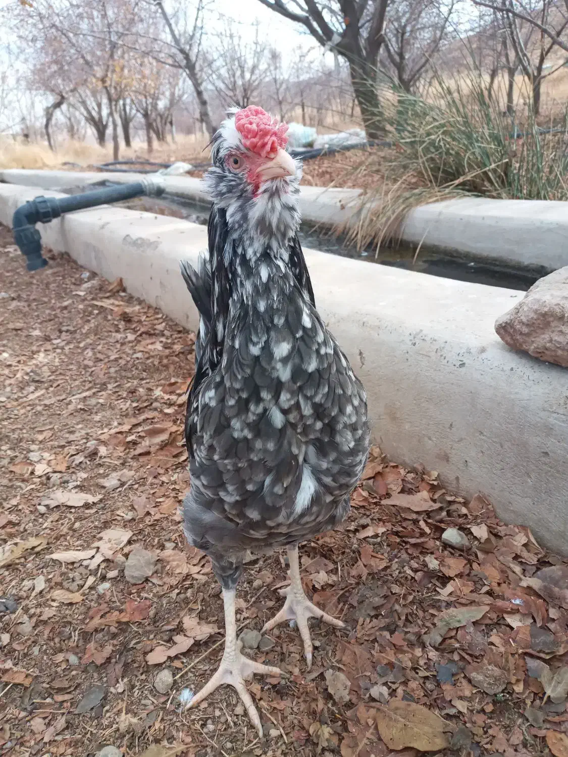 مرغ خروس گلین طوسی وخال سوزنی ریش چهلتاج فوول|حیوانات مزرعه|زنجان, |دیوار