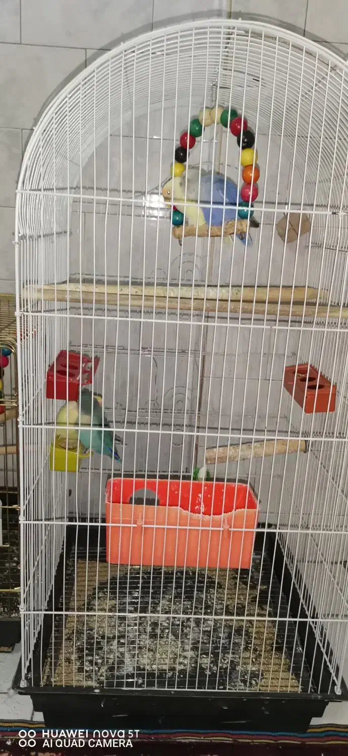 کوتوله برزیلی|پرنده|اصفهان, گلزار|دیوار