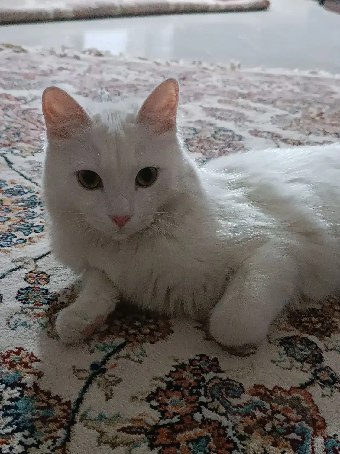 گربه پرشین اسکاتیش|گربه|محمدشهر, شهرک پیام (مهرالبرز)|دیوار