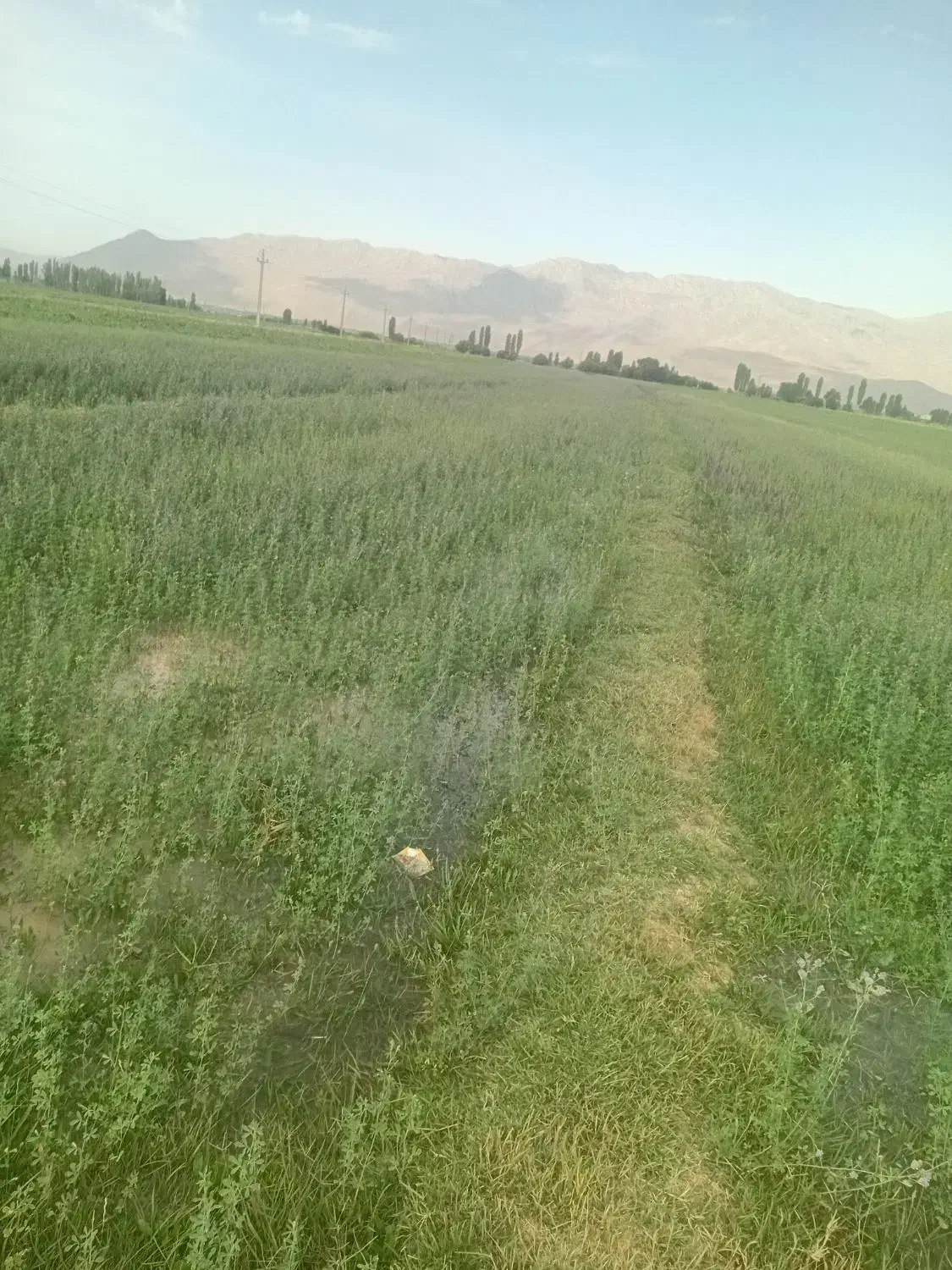 فروش بذر یونجه پایه بلند ودرجه یک|عمدهفروشی|مهاجران, |دیوار