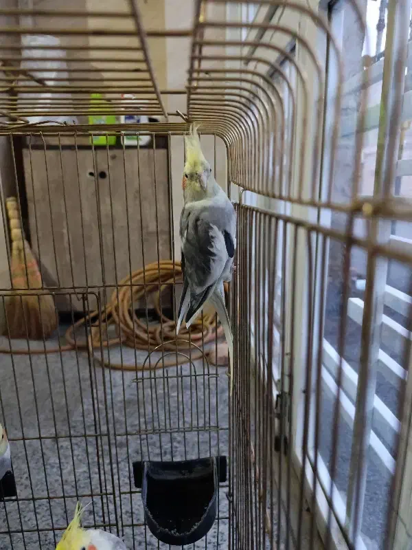 عروس هلندی|پرنده|مشگین شهر, |دیوار