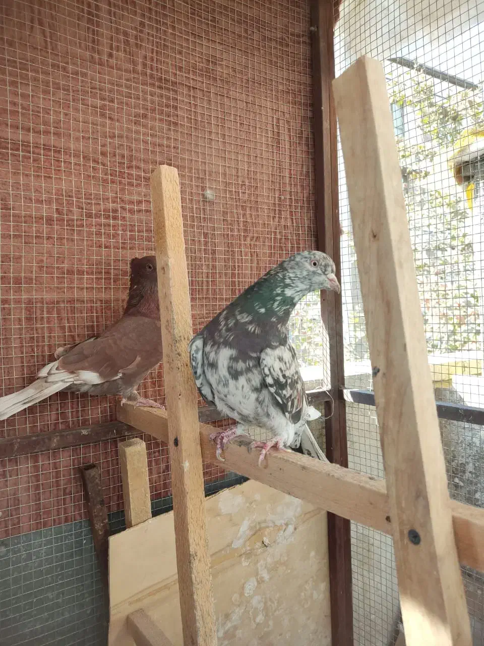 کبوترسورورانباری|پرنده|تهران, نازیآباد|دیوار