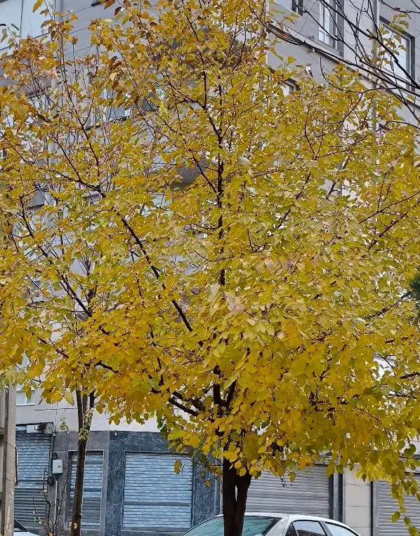 راهنمایی موتور|فعالیت داوطلبانه|ایلام, |دیوار