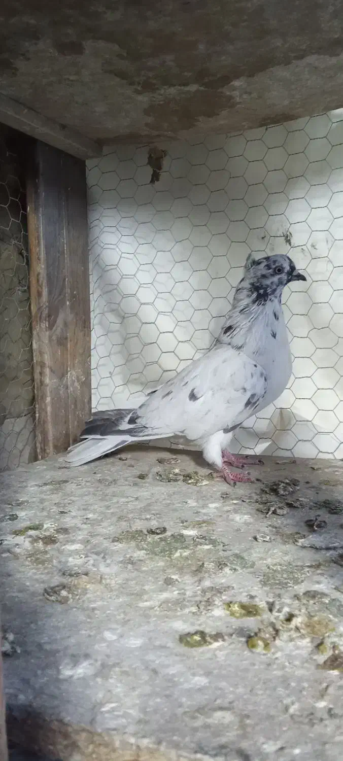 دوتا کفتر غریب  حراج|پرنده|فلاورجان, |دیوار