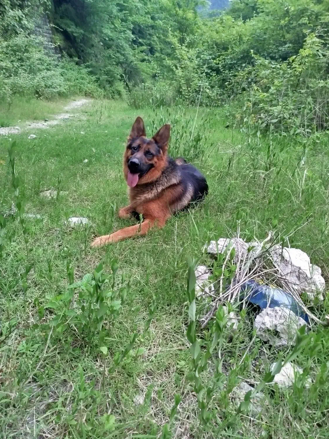 گمشده|حیوانات|عباس‌آباد, |دیوار