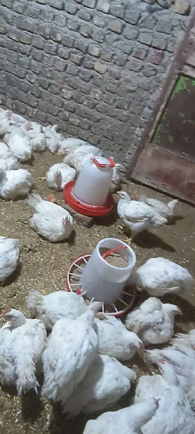 مرغ|حیوانات مزرعه|نگین شهر, |دیوار