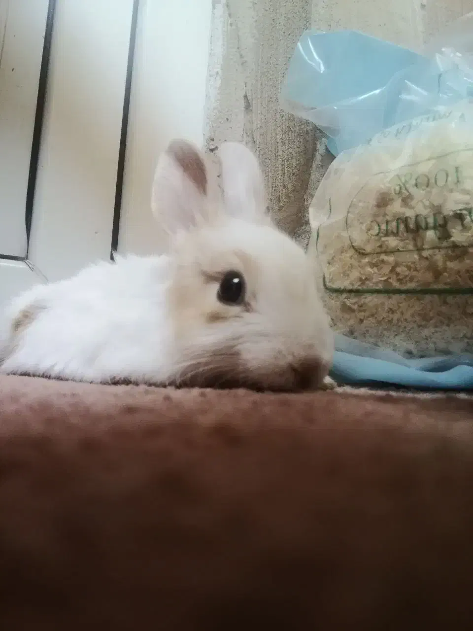 واگذاری خرگوش|موش و خرگوش|پرند, فاز ۶|دیوار