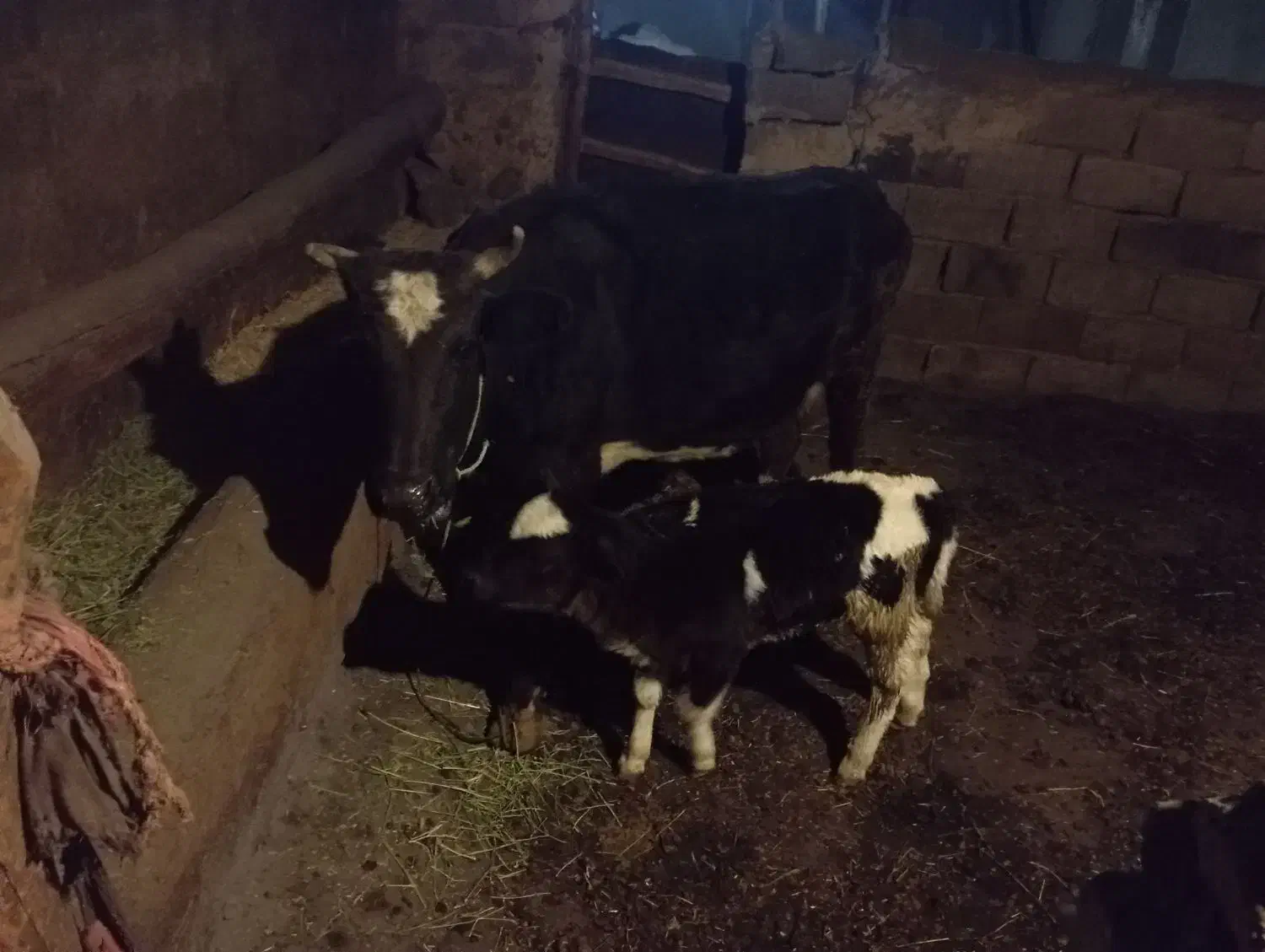 گاوه گوساله|حیوانات مزرعه|بیجار, |دیوار