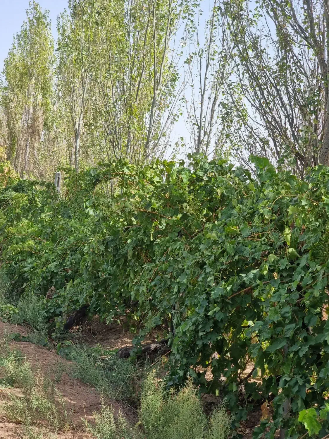 زzمین میخوای مثل tطلا بهت سود بده...|فروش دفتر صنعتی، کشاورزی، تجاری|محمدشهر, محمدشهر|دیوار