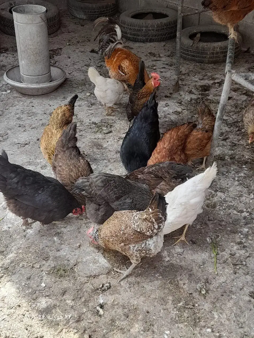 مرغ محلی|حیوانات مزرعه|امیدیه, |دیوار