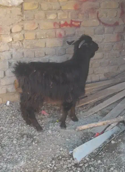 بز چاق|حیوانات مزرعه|سلطانیه, |دیوار