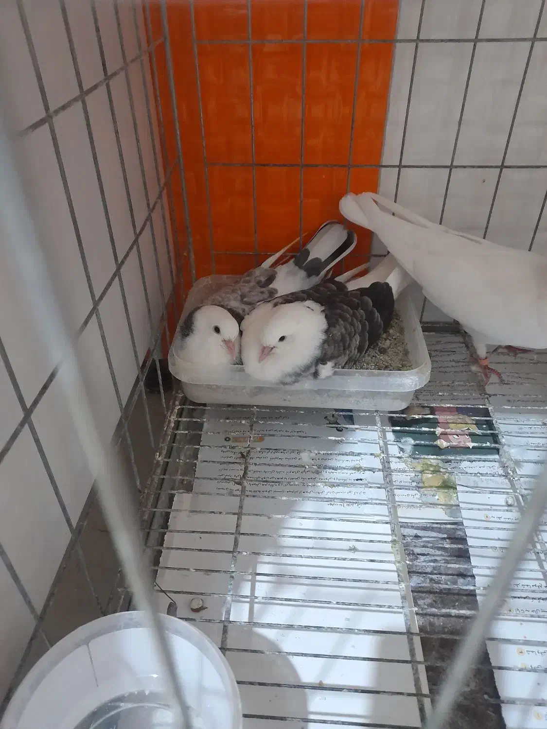 کبوتر پرشی|پرنده|تهران, دکتر هوشیار|دیوار