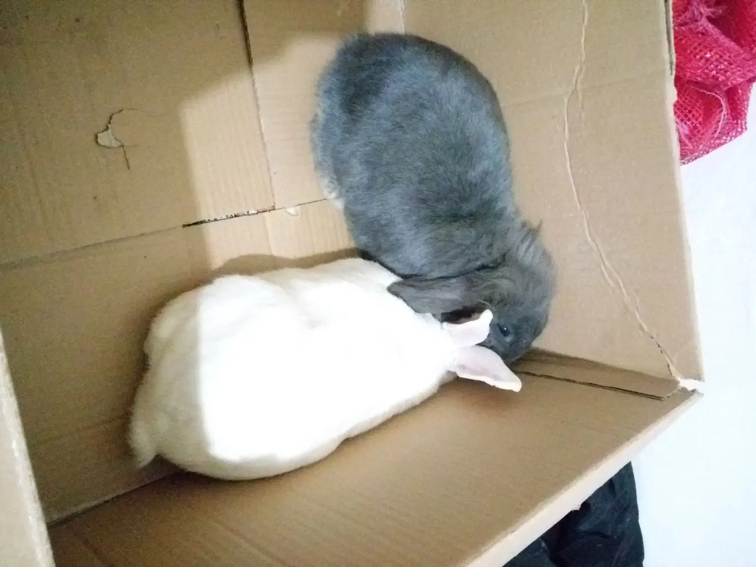 خرگوش خانگی|موش و خرگوش|پلدشت, |دیوار