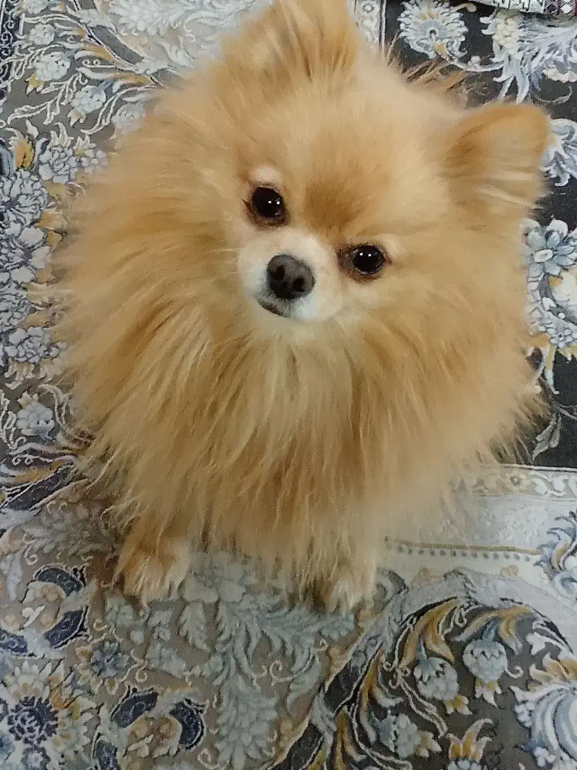 پامر روباهی خالص|سگ|نسیم‌شهر, |دیوار