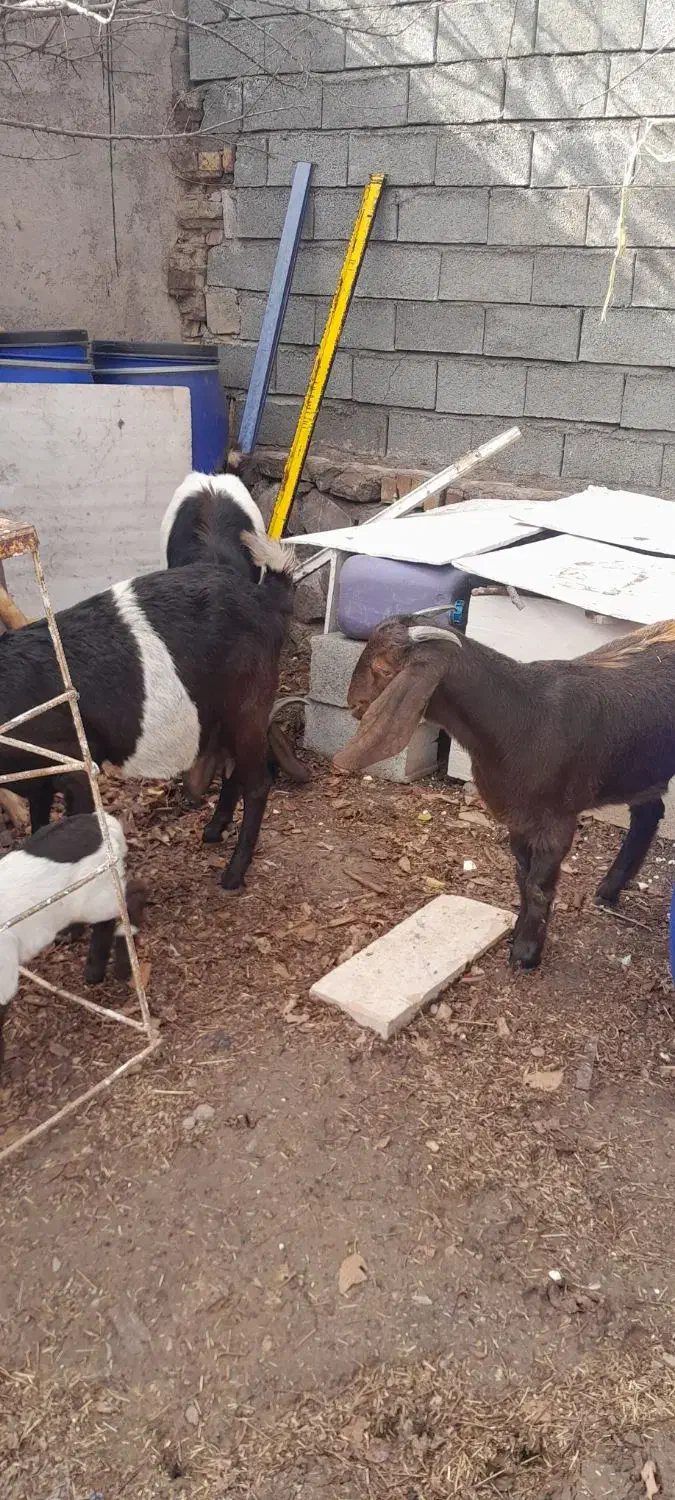 بز ماده با بزغاله با یه بز نر یه بز ماده ابستن|حیوانات مزرعه|کوهین, |دیوار