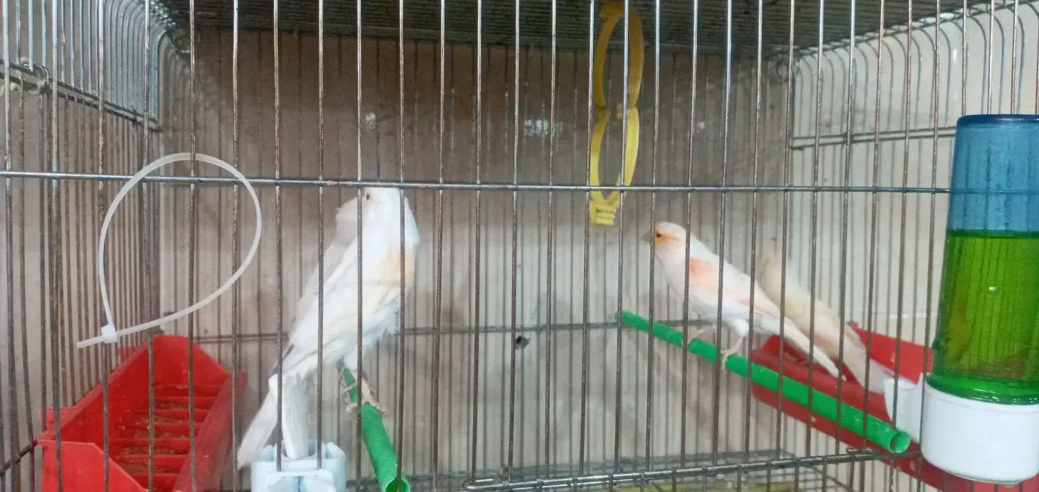 کاسکو مینا عروس هلندی کوتوله قناری مرغ عشق سهره|پرنده|اصفهان, کوجان|دیوار