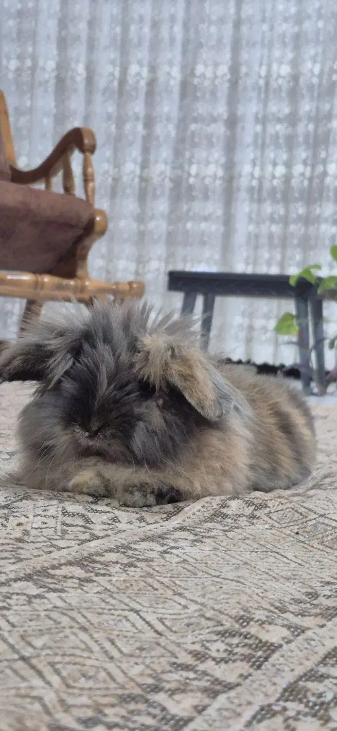 خرگوش|موش و خرگوش|بوکان, |دیوار