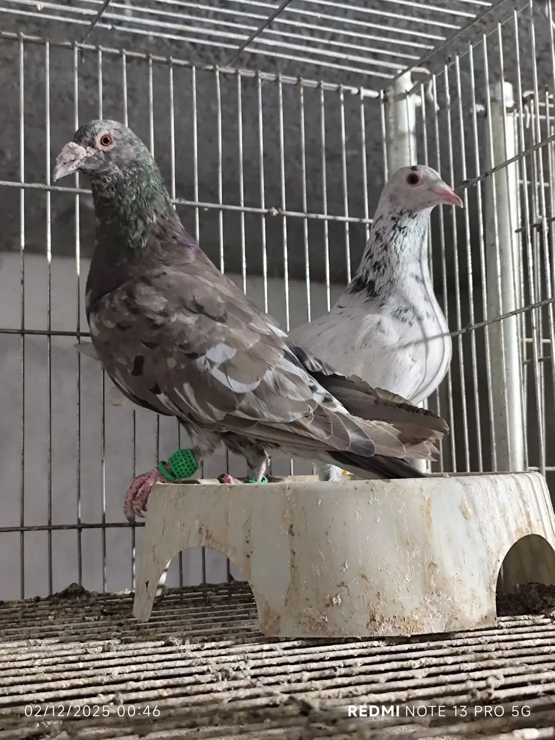 نروماده|پرنده|دزفول, |دیوار