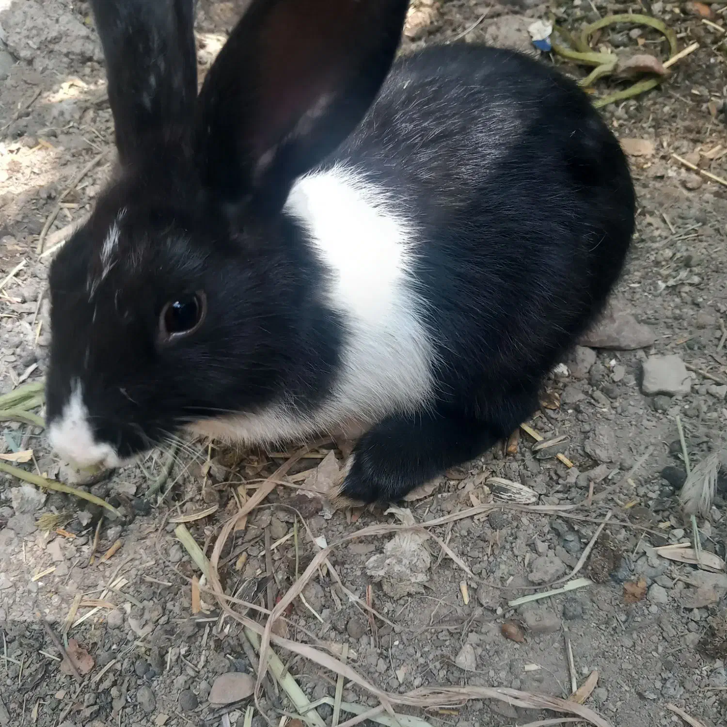 خرگوش نژاد دار|موش و خرگوش|اصفهان, گلستان|دیوار