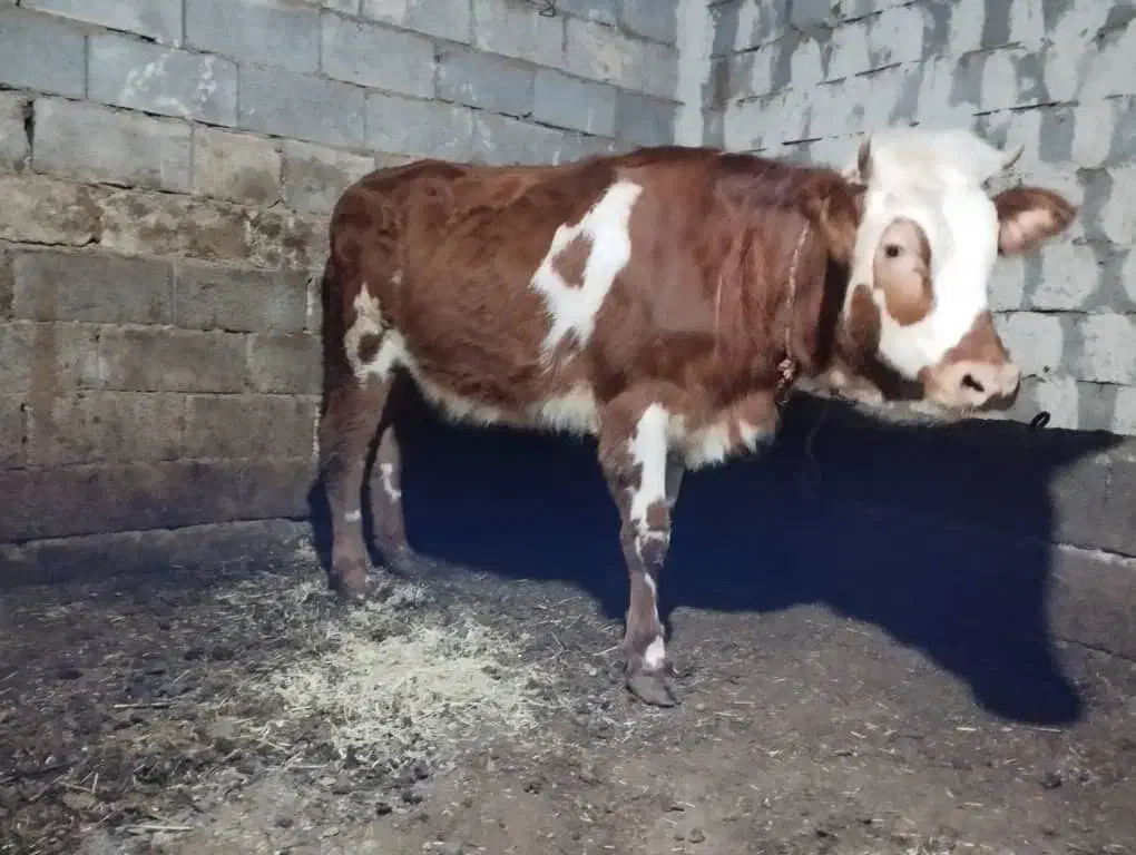 گاو گوساله|حیوانات مزرعه|سیلوانه, |دیوار