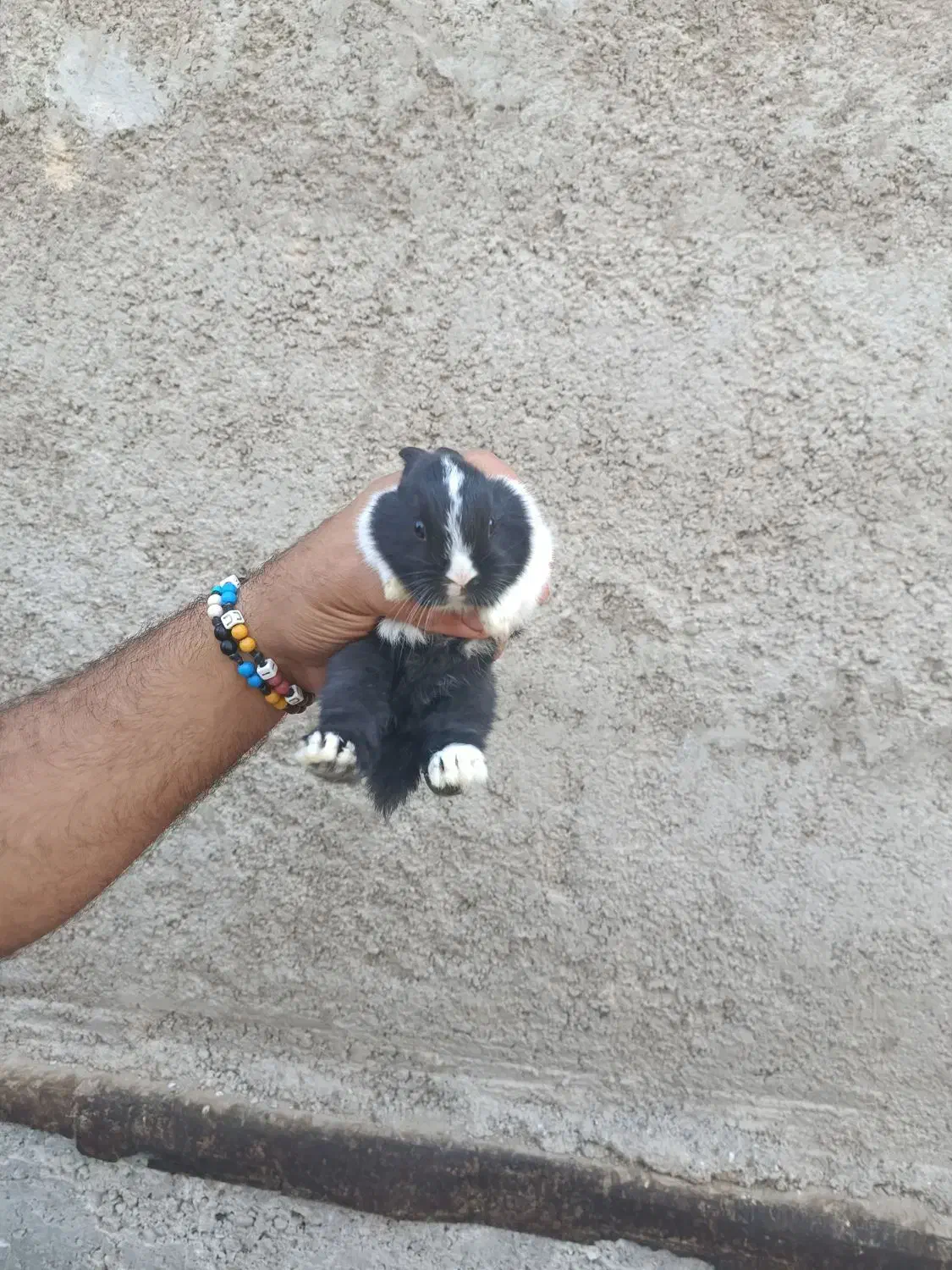 توله خرگوش|موش و خرگوش|بندر ماهشهر, |دیوار