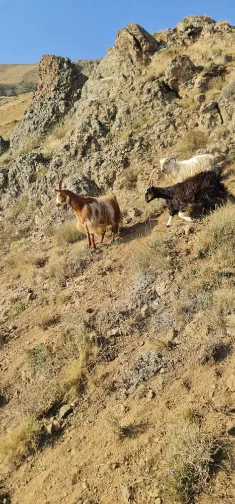 فروش دام زنده.بازدید در محل . اوگانیک|حیوانات مزرعه|کرج, باغستان|دیوار