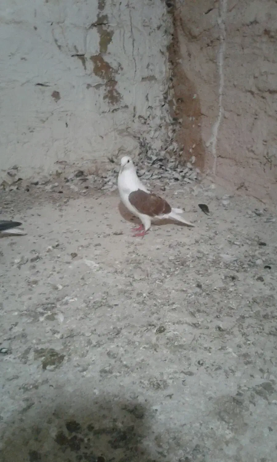 پیدشد|حیوانات|سبزوار, شرق کال میانی|دیوار