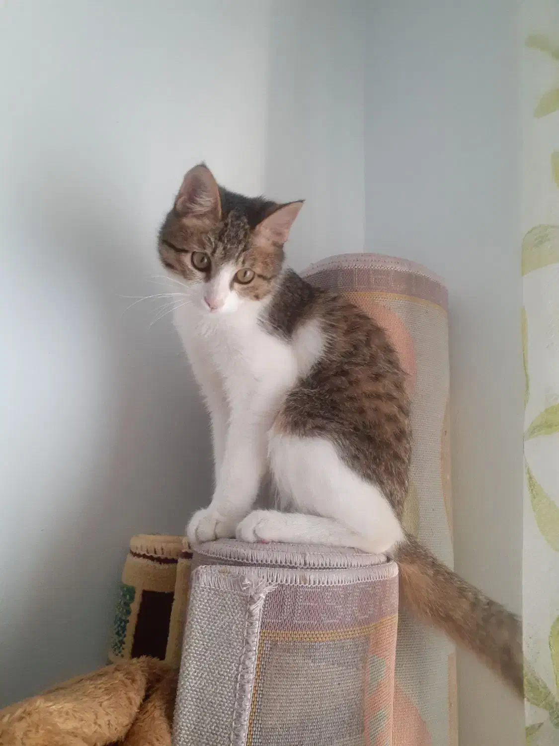 واگذاری گربه|گربه|پرند, فاز ۵|دیوار