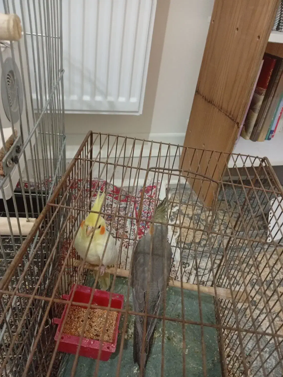 معاوضه عروس هلندی پلاکی|پرنده|شاهینشهر, طالقانی|دیوار