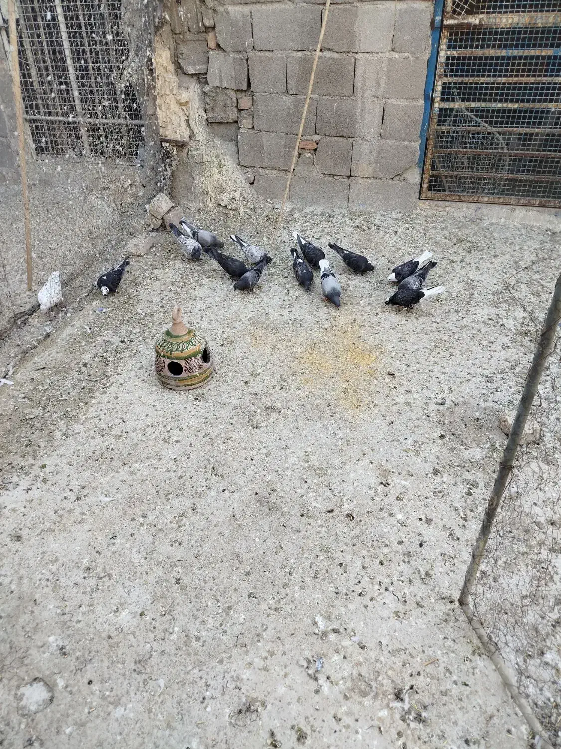 تعدادی جوجه کبوتر|پرنده|ساوه, |دیوار