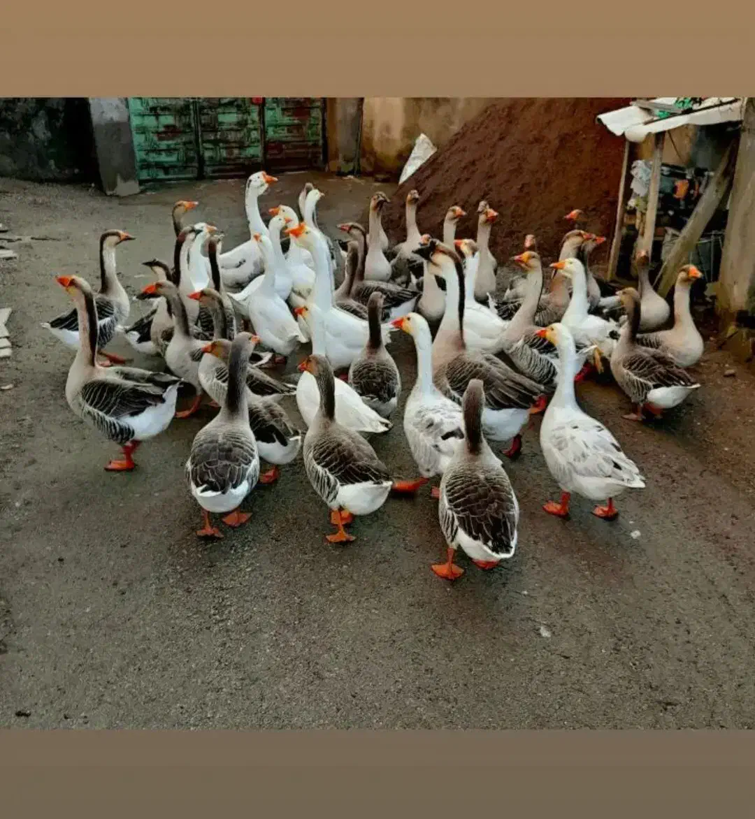 غاز محلی بالغ|حیوانات مزرعه|آستارا, |دیوار