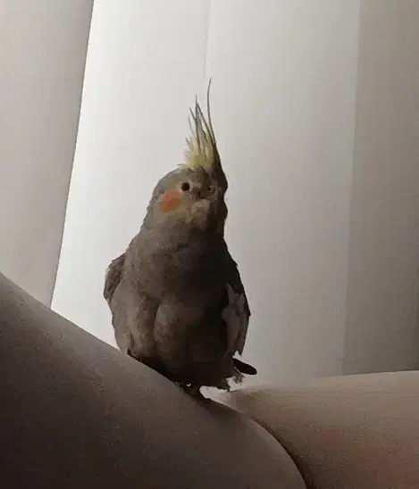 فروش|پرنده|شهریار, کهنز|دیوار