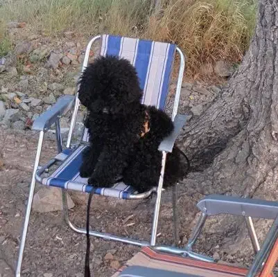 توی پودل کاملا وارداتی|سگ|بندرعباس, |دیوار