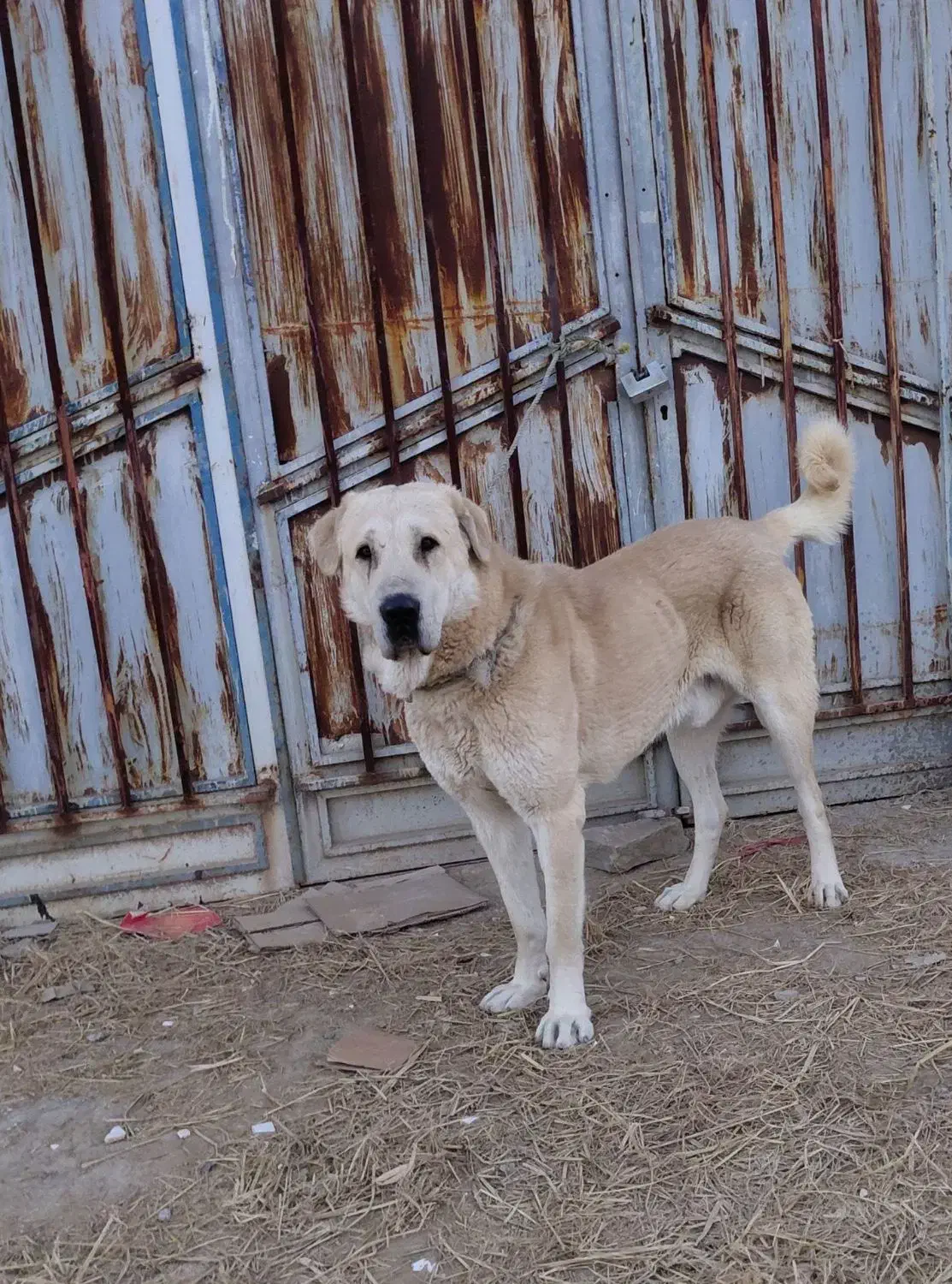 سگگ|سگ|زنجان, |دیوار