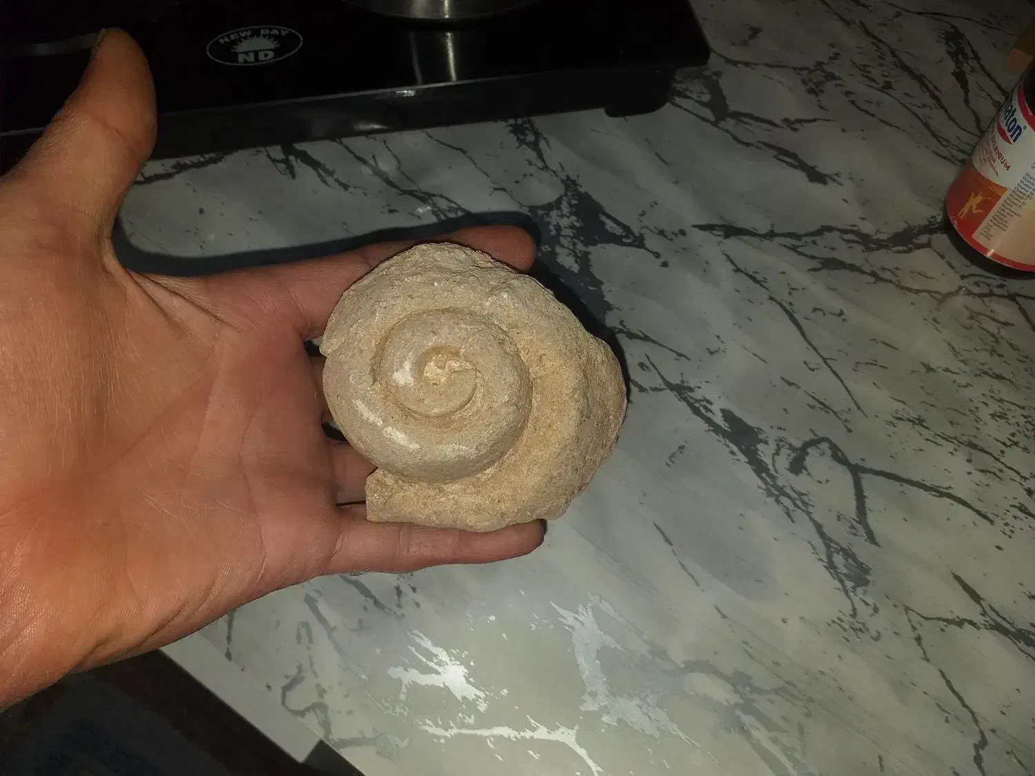 فسیل حلزون قدمت بالای ۲۰ هزارسال|کلکسیون اشیاء عتیقه|اراک, |دیوار